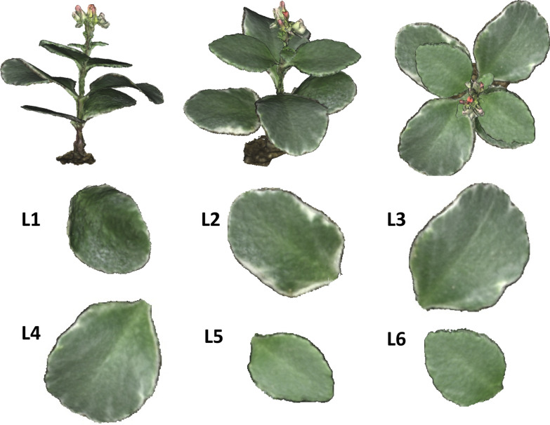 Fig. 8
