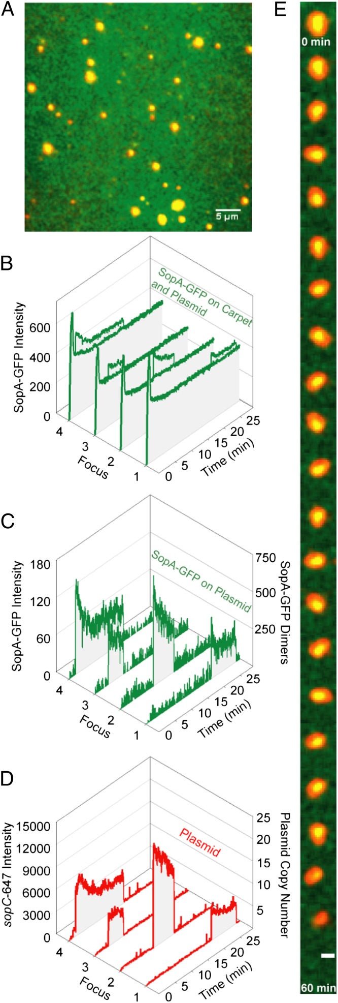 Fig. 3.