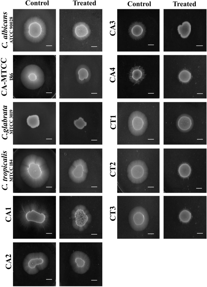 FIGURE 6