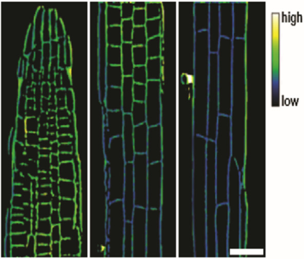 Appendix 1—figure 3.