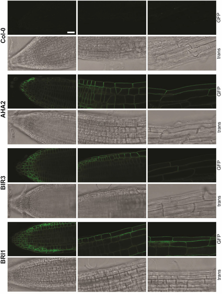 Appendix 1—figure 2.