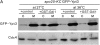 F<sc>igure</sc> 7.—
