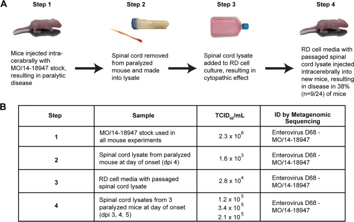 Fig 6