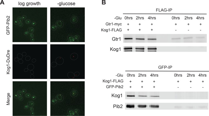 FIGURE 6: