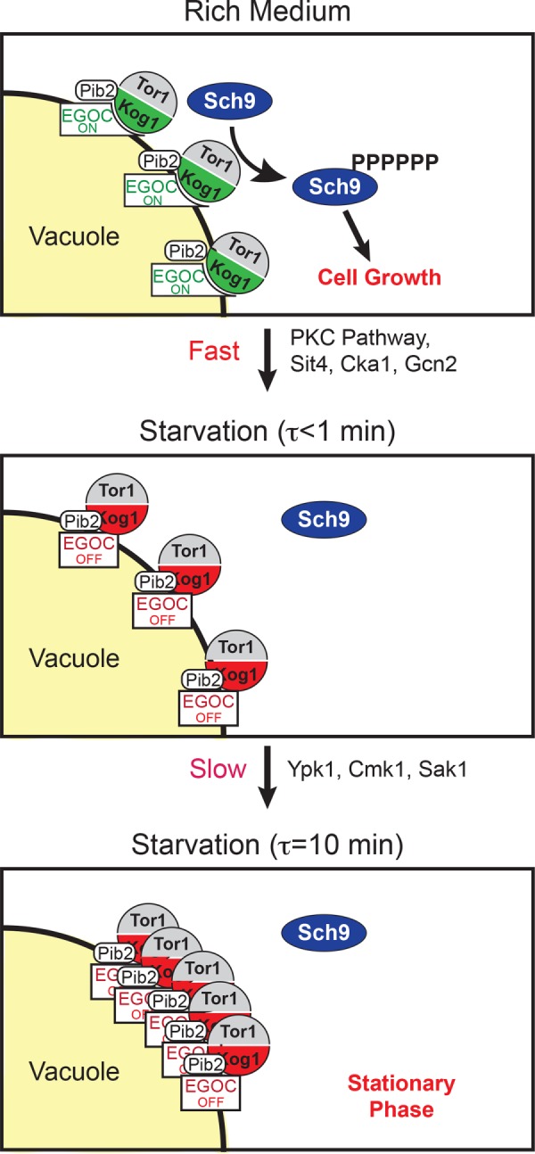 FIGURE 7: