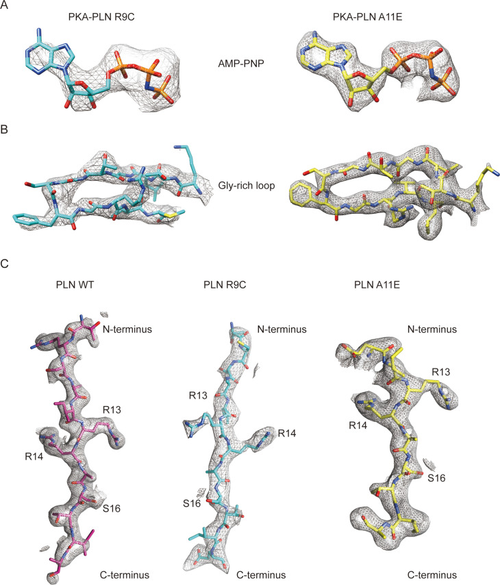 Figure 1—figure supplement 1.