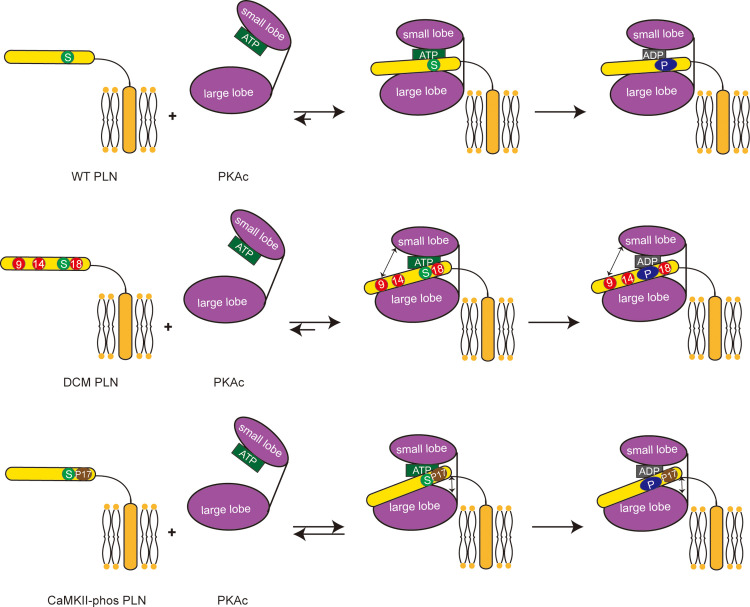 Figure 1—figure supplement 4.