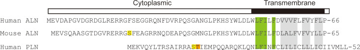 Figure 1—figure supplement 3.