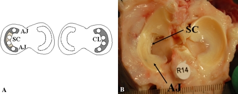 Fig. 1A–B