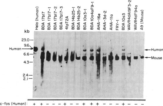 graphic file with name pnas00619-0211-a.jpg