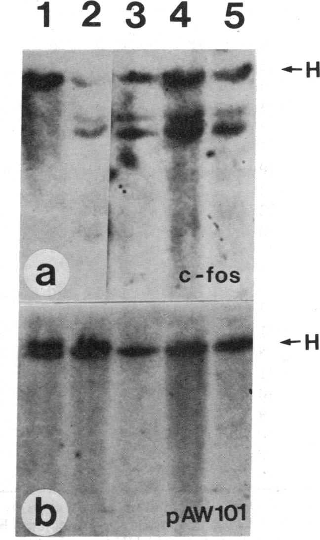 graphic file with name pnas00619-0211-b.jpg