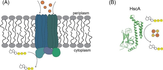 Fig. 4