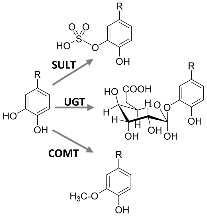 Scheme 5