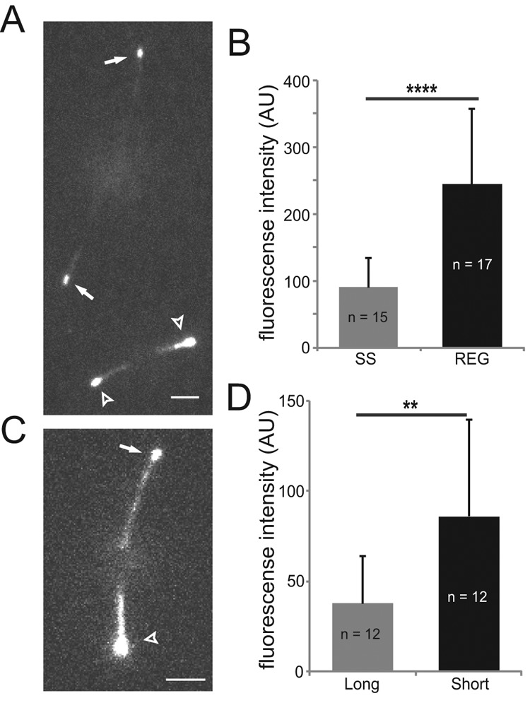 FIGURE 4: