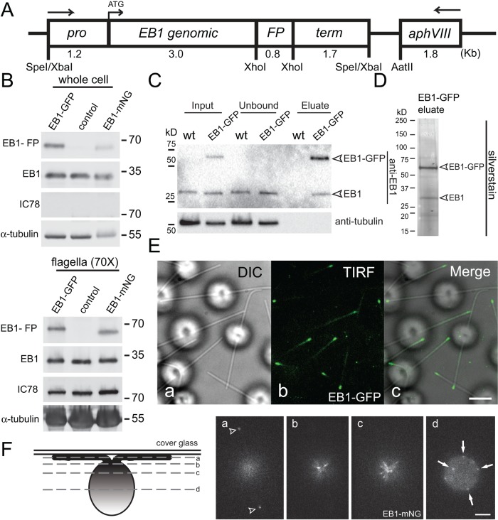 FIGURE 1: