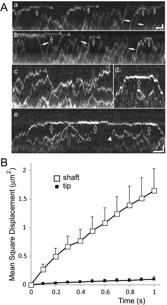 FIGURE 6: