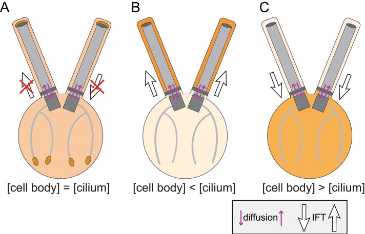 FIGURE 8: