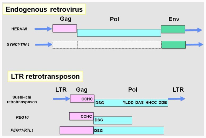 FIGURE 1