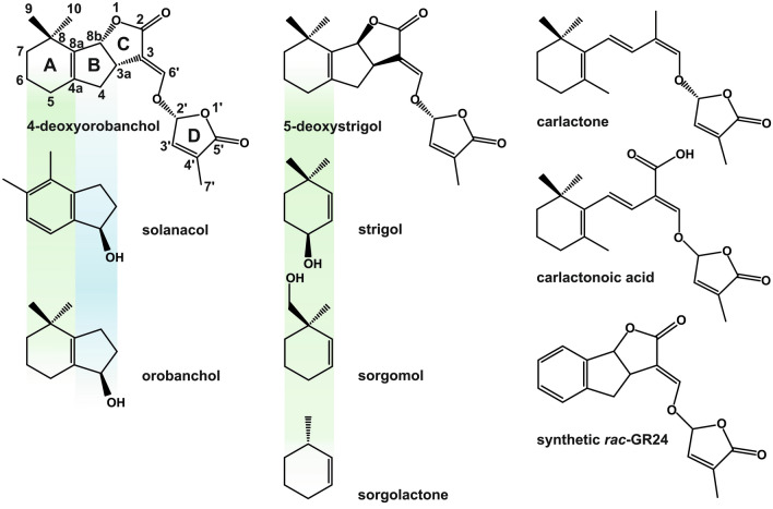 Fig. 1