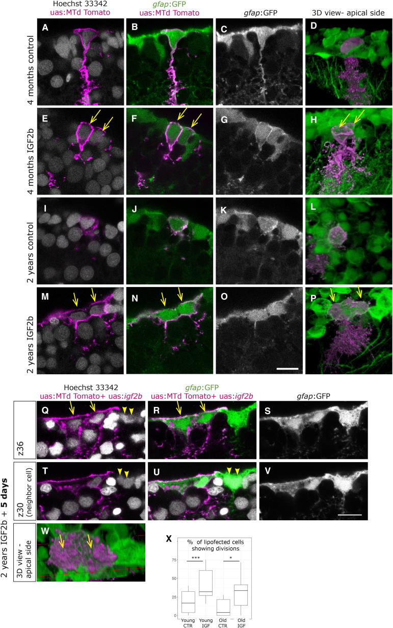 Figure 6