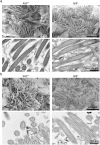 Supplementary Fig. S5