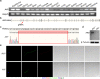 Supplementary Fig. S4