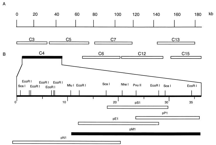 FIG. 1.