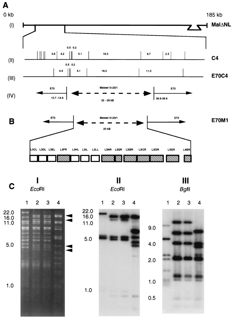 FIG. 2.