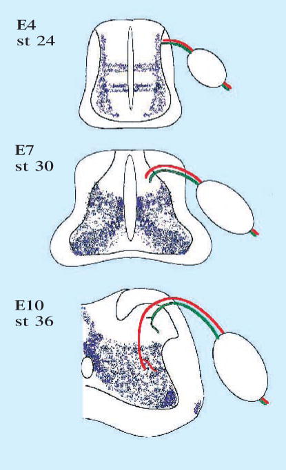 Fig. 8