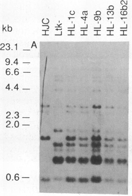 graphic file with name pnas00299-0219-a.jpg