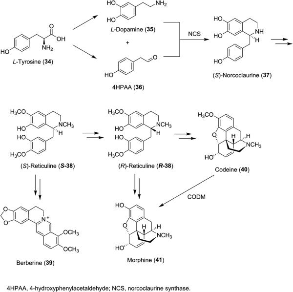 Scheme 5