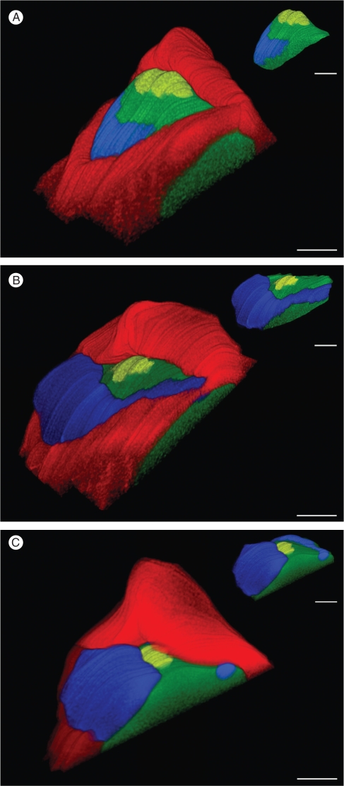 Fig. 5.