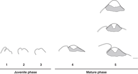 Fig. 6.