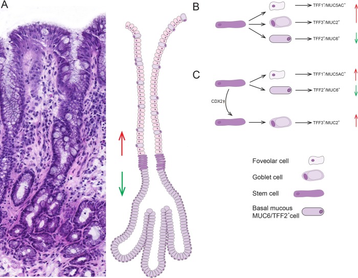 Figure 7