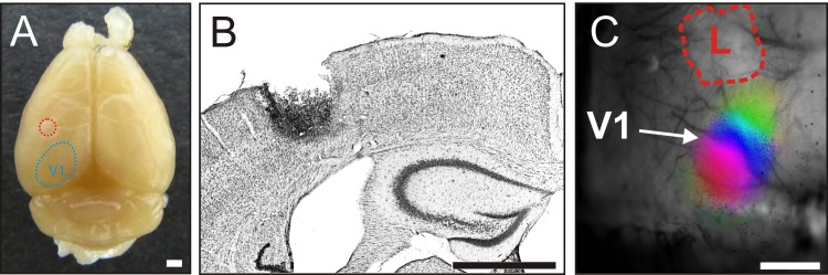 Fig 1