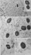 Fig. 3: