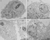 Fig. 2: