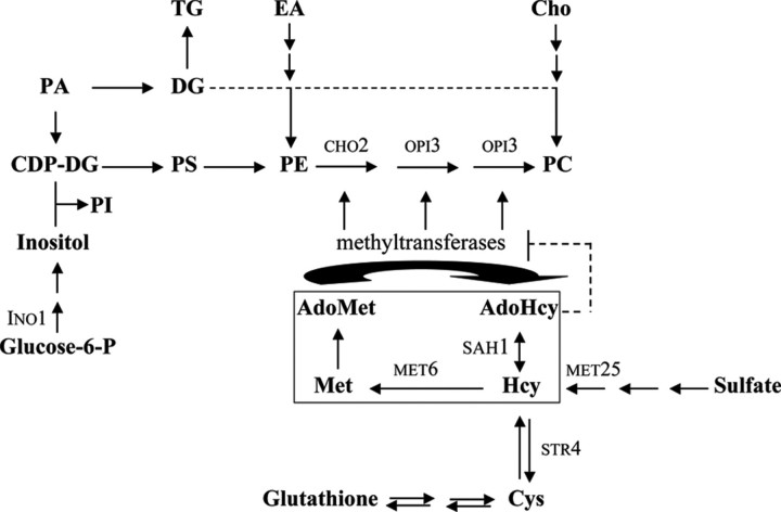 FIGURE 1.