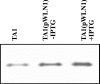 FIG. 11.
