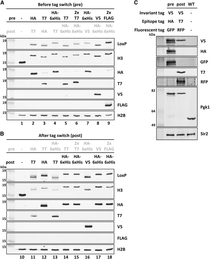 Figure 4