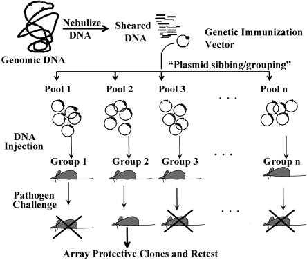 FIG. 1.