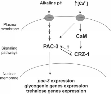 Fig. 10