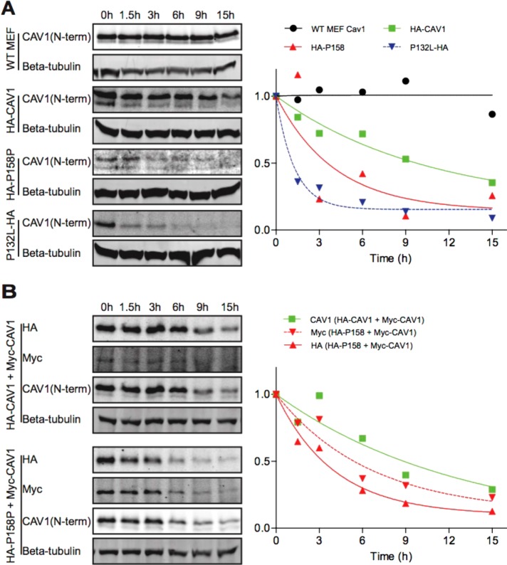 FIGURE 5: