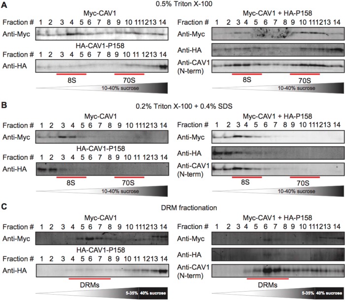 FIGURE 4: