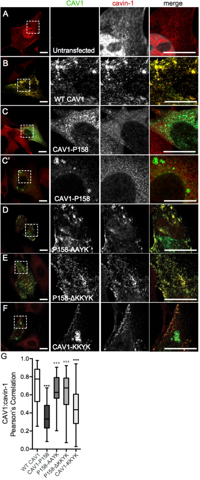 FIGURE 2: