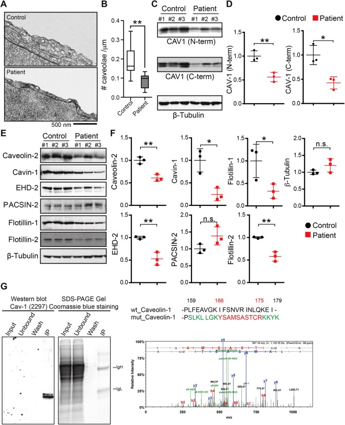 FIGURE 7: