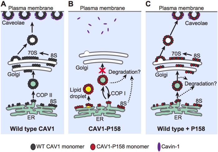 FIGURE 12: