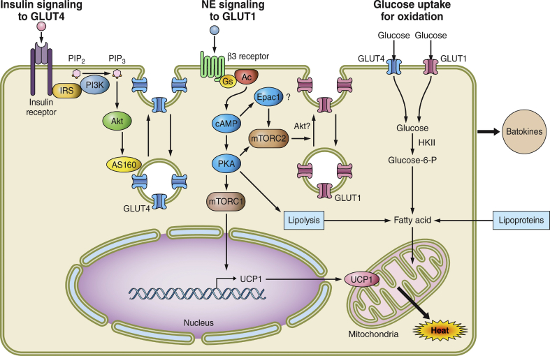 Figure 3