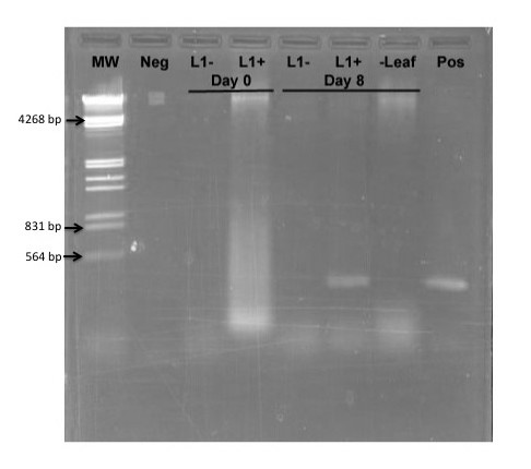 Figure 5