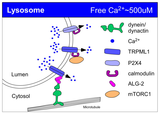 Figure 4. 